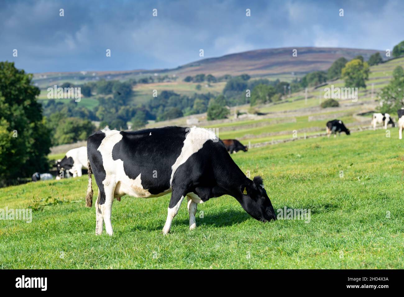 Cattle black hi-res stock photography and images - Alamy