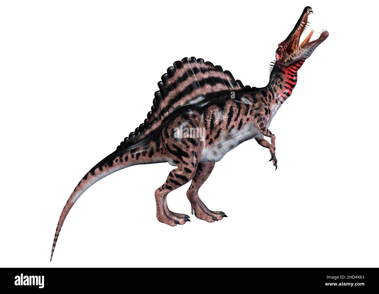 3D Rendering Of A Dinosaur Spinosaurus Isolated On White Background 3D Rendering Of A Dinosaur Spinosaurus Isolated On White Background