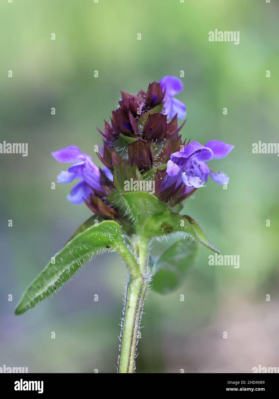 Prunella vulgaris, commonly known as Self-heal, Heal-all, Heart-of-the-earth or  Woundwort, wild flowering plant from Finland Stock Photo