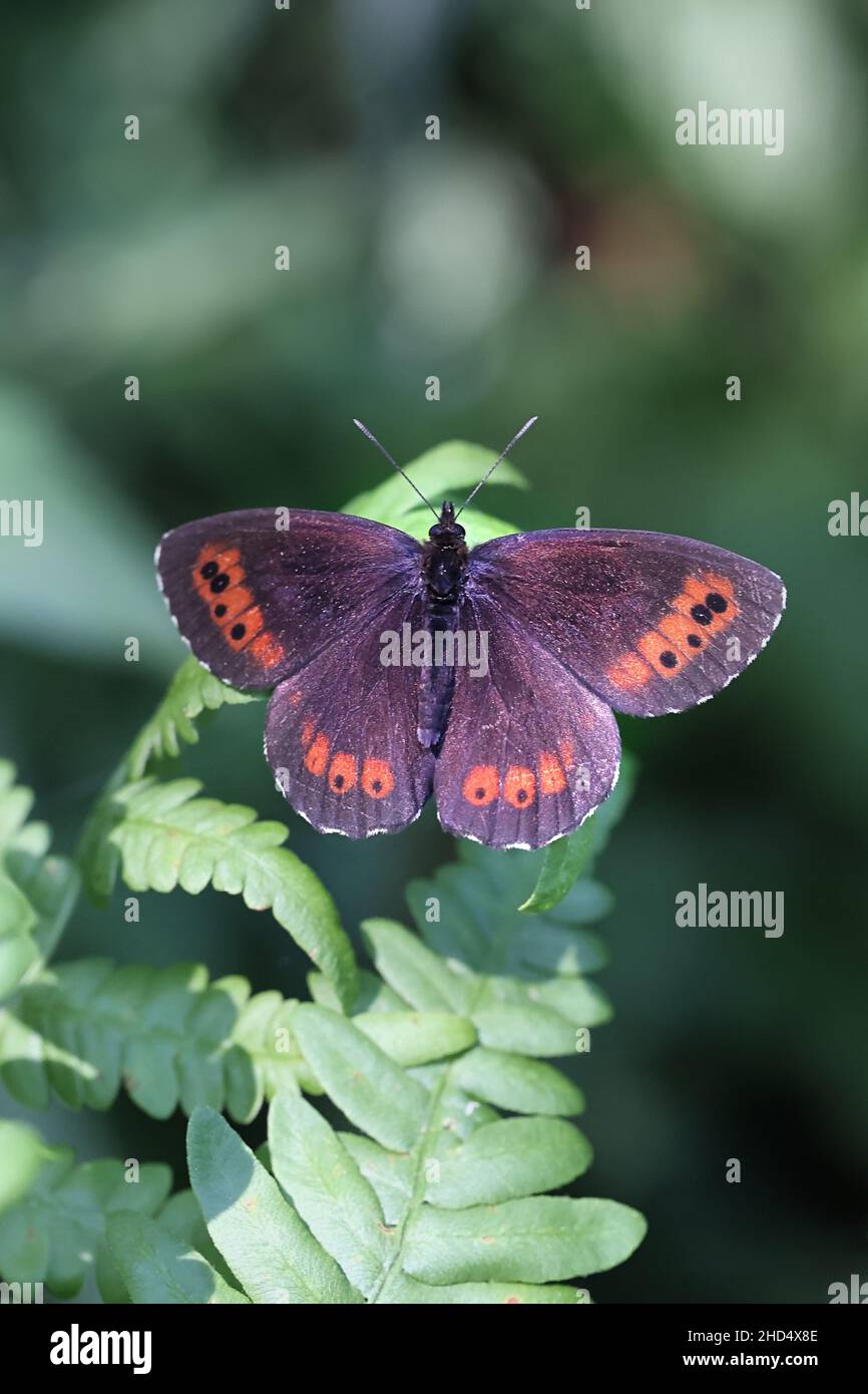 Erebia ligea, commonly known as Arran Brown, a ringlet butterfly from Finland Stock Photo