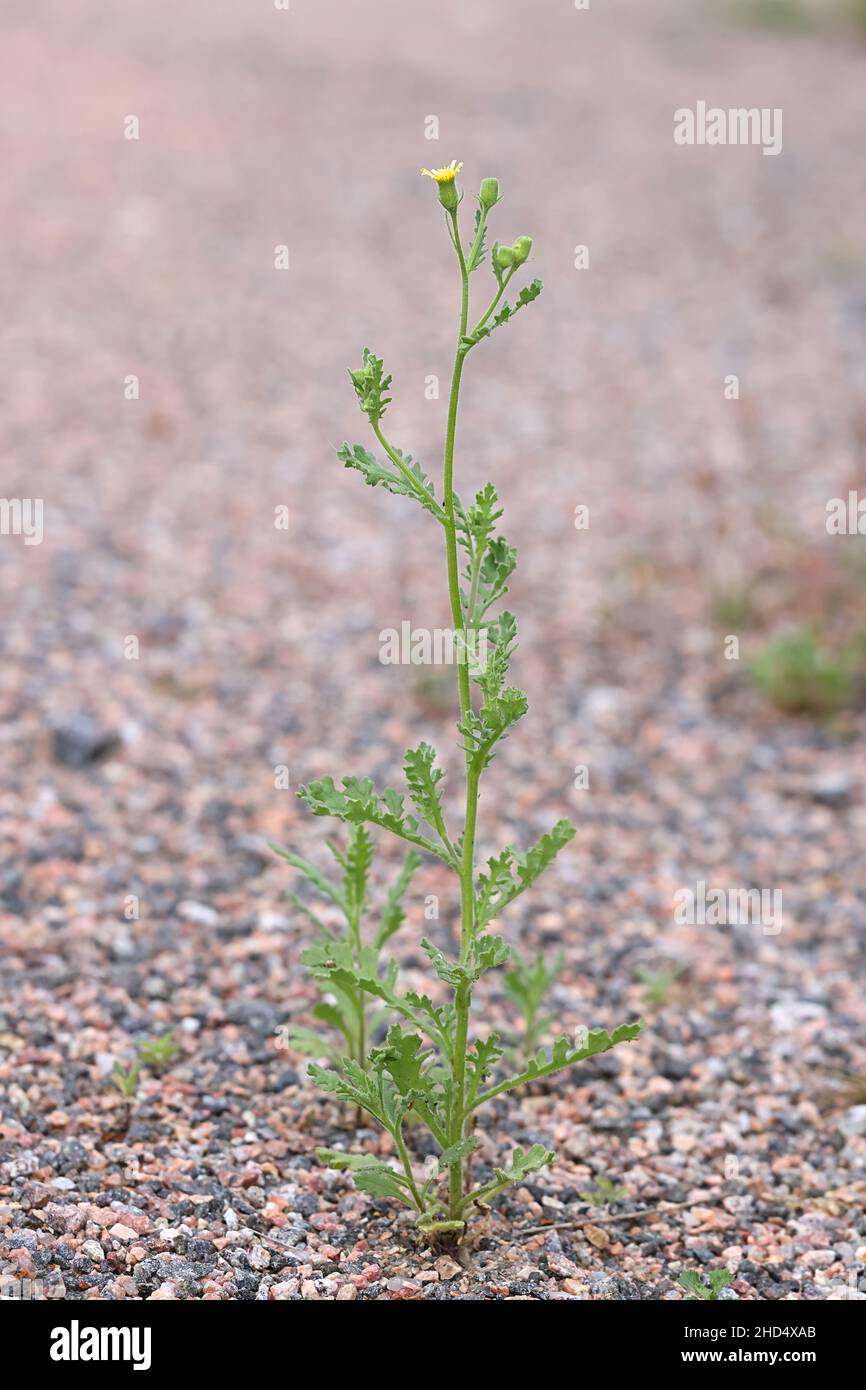 Senecio viscosus, commonly known as Sticky Groundsel, Sticky ragwort or Stinking groundsel, wild plant from Finland Stock Photo