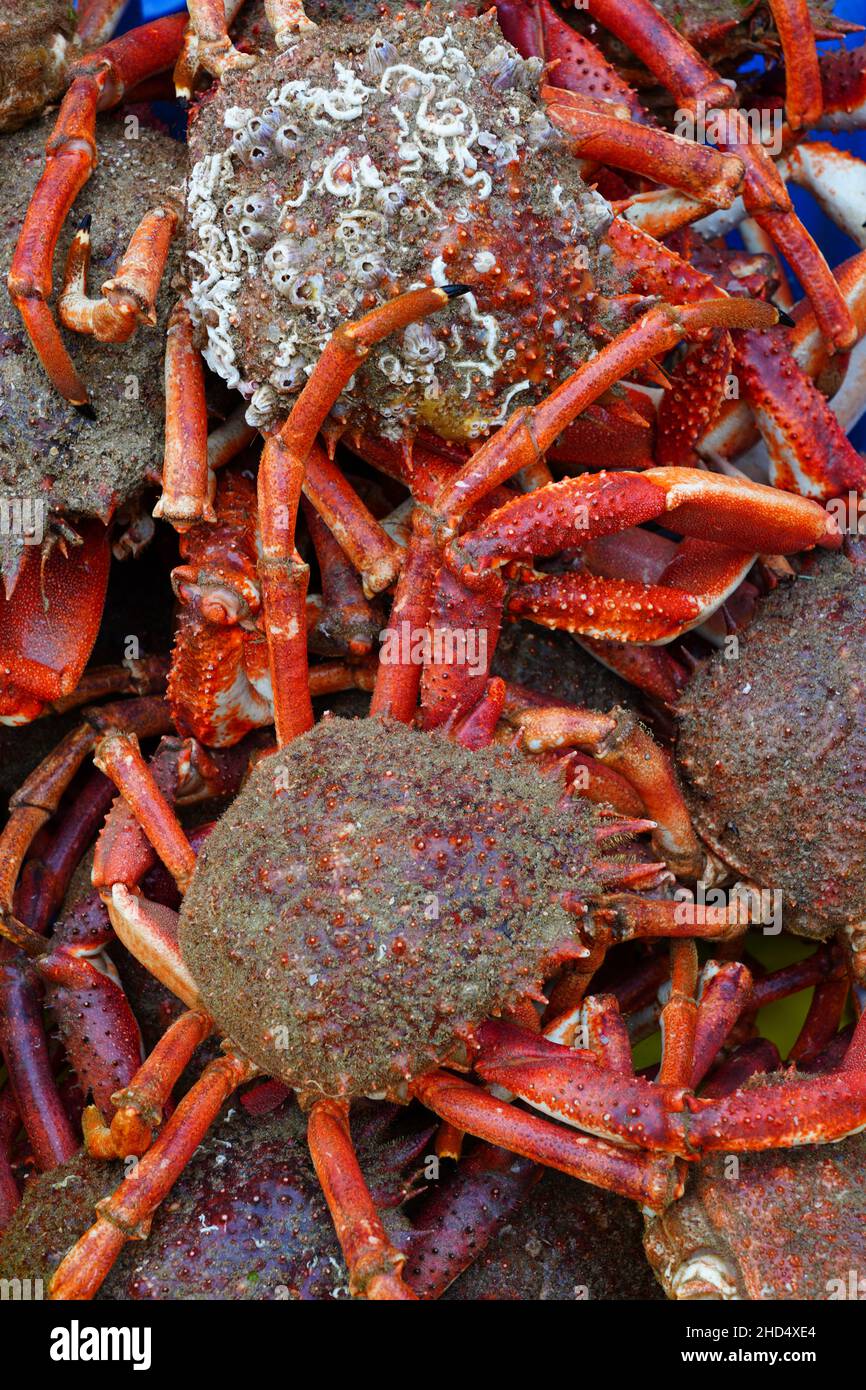Sea spider crab for sale at a French seafood market in Brittany Stock