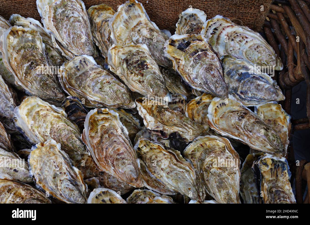 Basket of fresh oysters from Cancale in Brittany, France Stock Photo