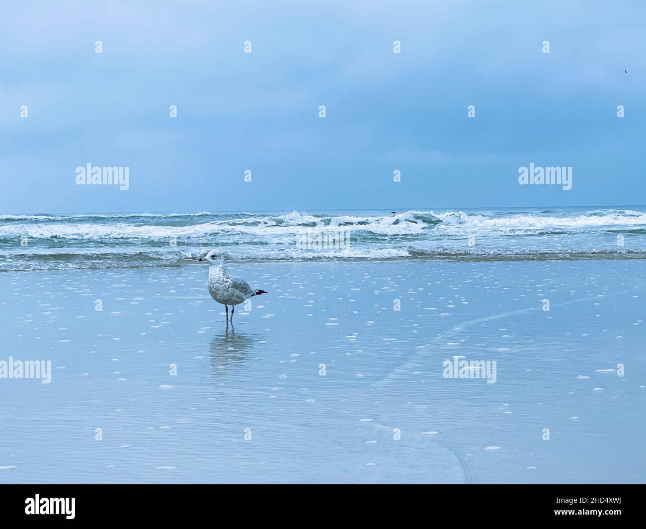 Lonely seagull standing on the shore. Stock Photo