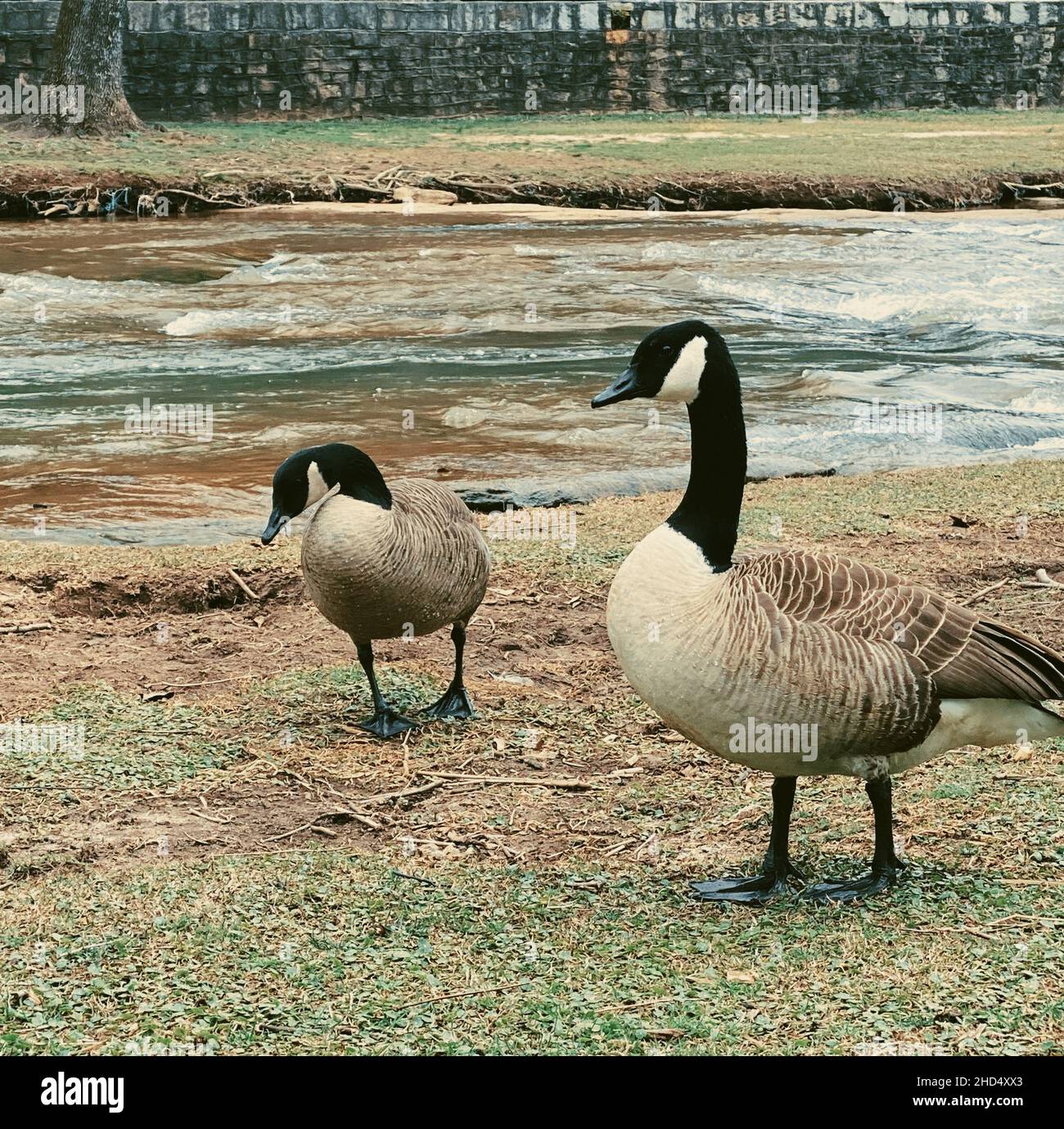 Closeup of two Canada geese on the bank of the river. Branta canadensis. Stock Photo