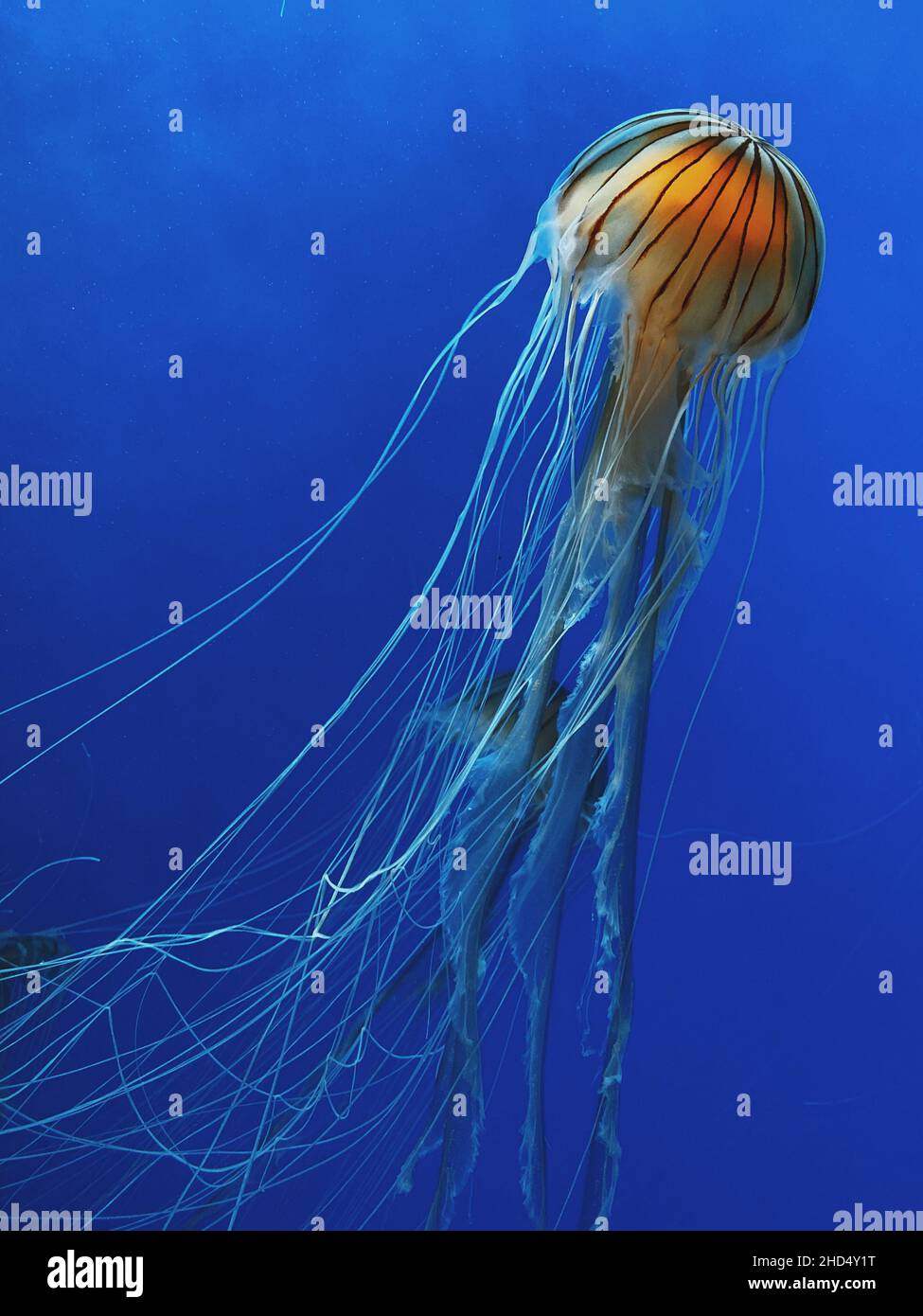 Vertical closeup of Chrysaora melanaster, known as the northern sea nettle or brown jellyfish. Stock Photo