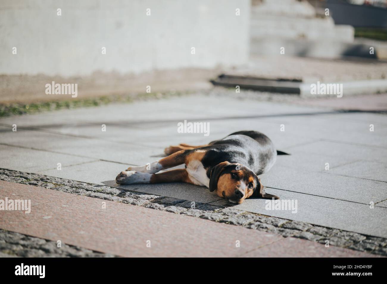 Why Is My Dog Acting Lazy