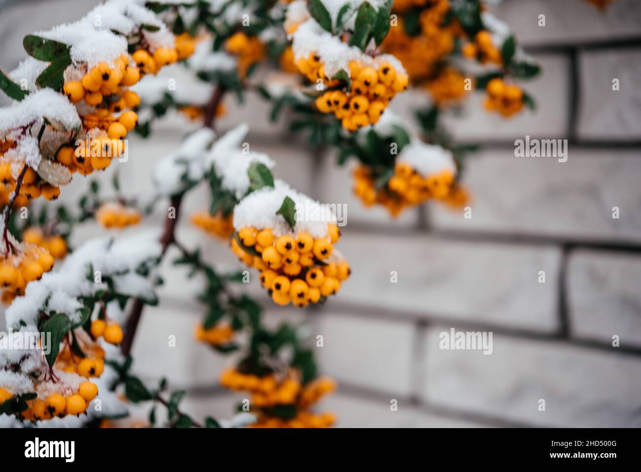 Orange berries of pyracantha firethorn covered with snow winter background Stock Photo