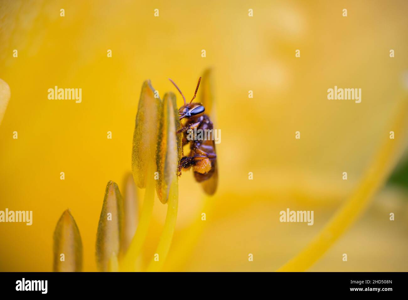 Selective focus of a Stingless bee on a yellow flower with a blurred