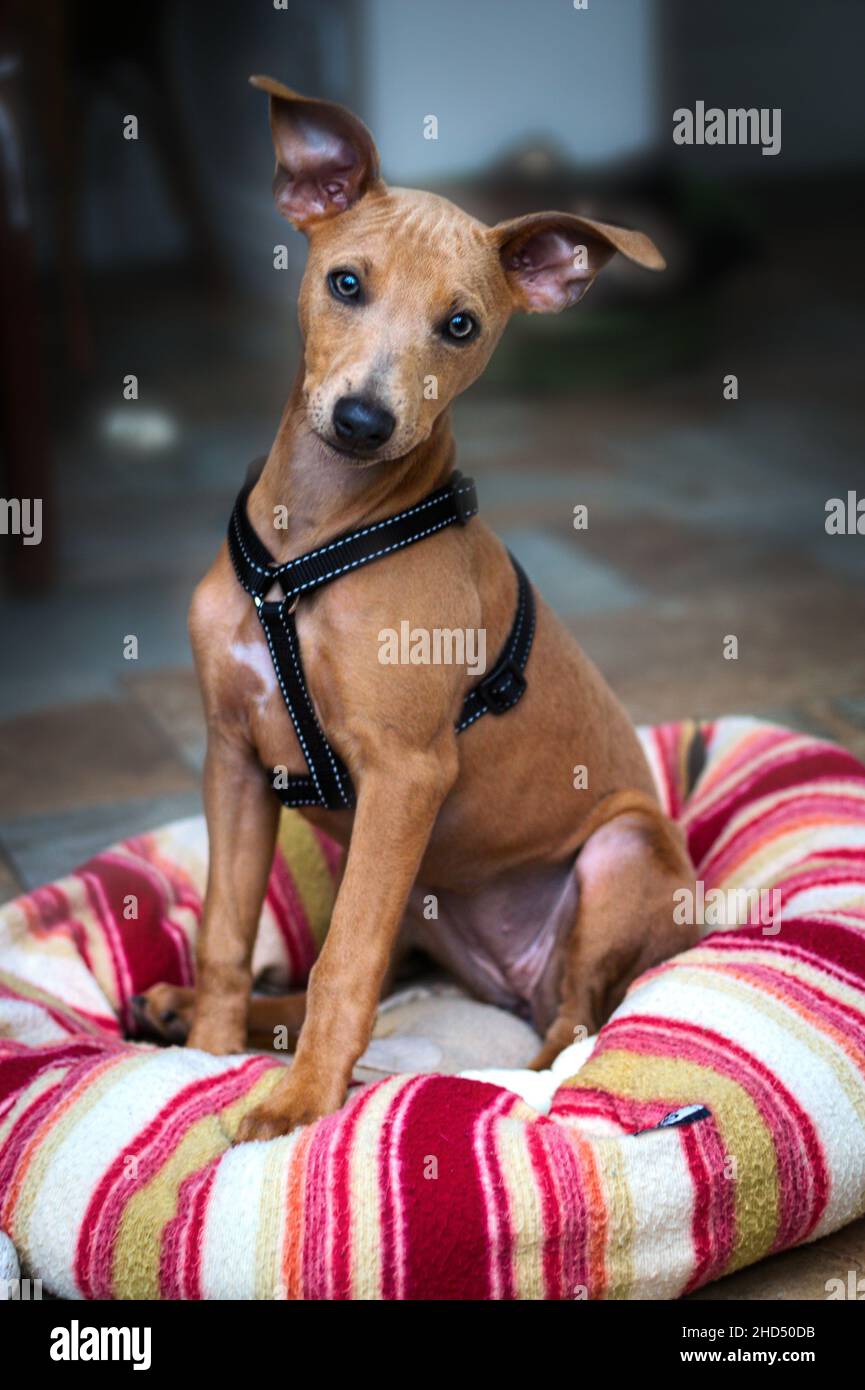 A cute puppy cross breed sits obediently for photograph Stock Photo Alamy