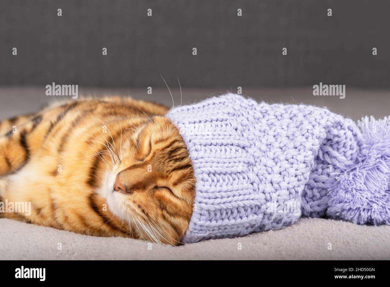 A beautiful domestic cat in a hat is fast asleep in the house. Stock Photo