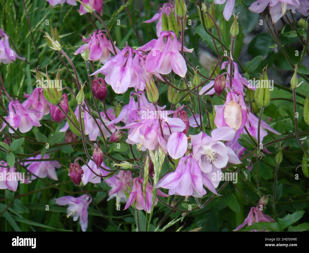 Photo of pink Campanula bellflowers Stock Photo