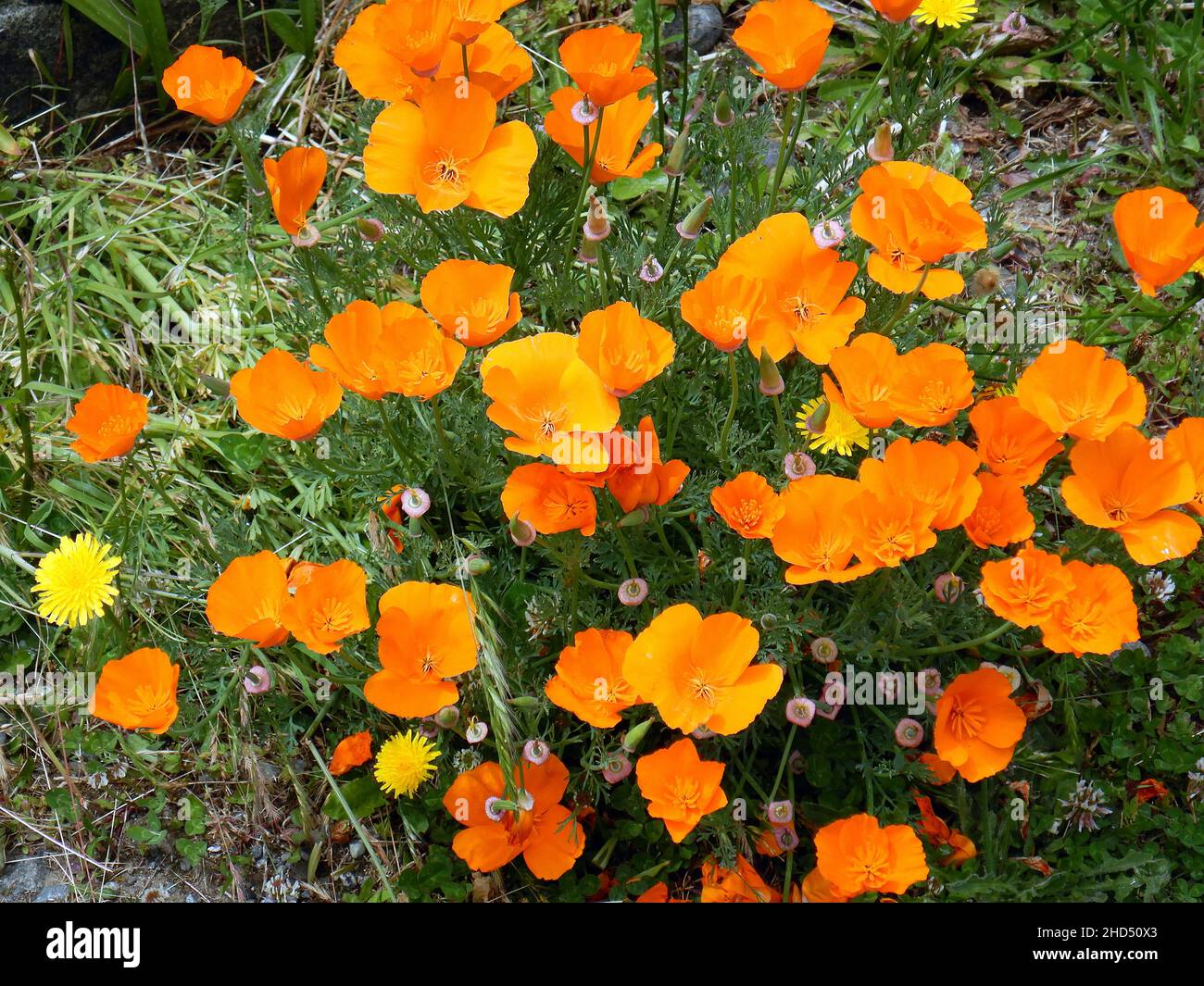 Beautiful photo of the California poppy flower plant Stock Photo