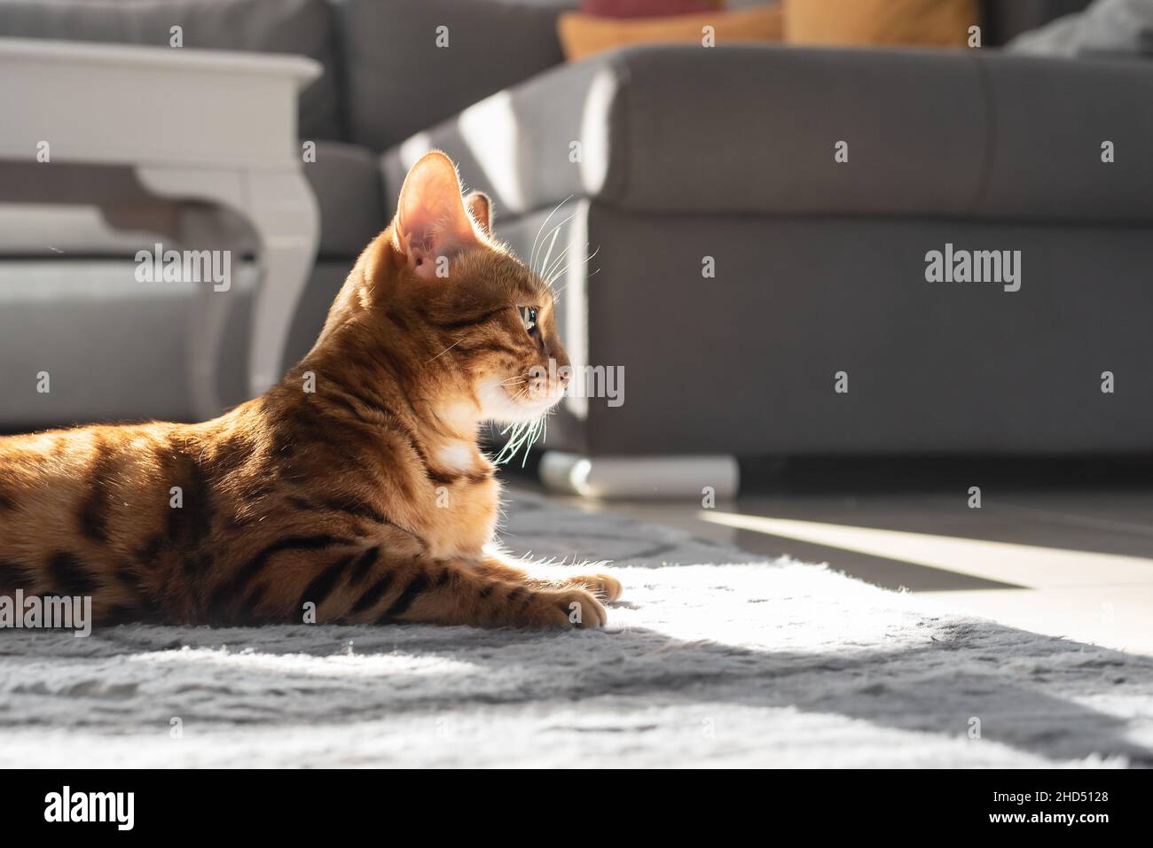 A domestic ginger cat is basking in the sun in the room. Stock Photo