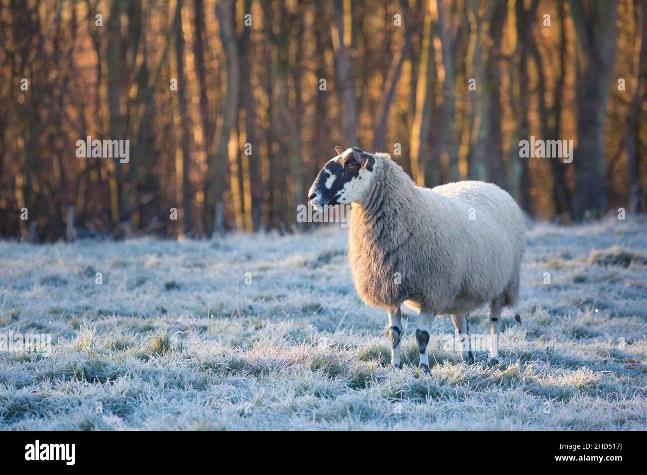 A herd or flock of sheep with long wool coats on a frosty morning in winter time with sunrise light on the trees in a field on a farm Northumberland Stock Photo