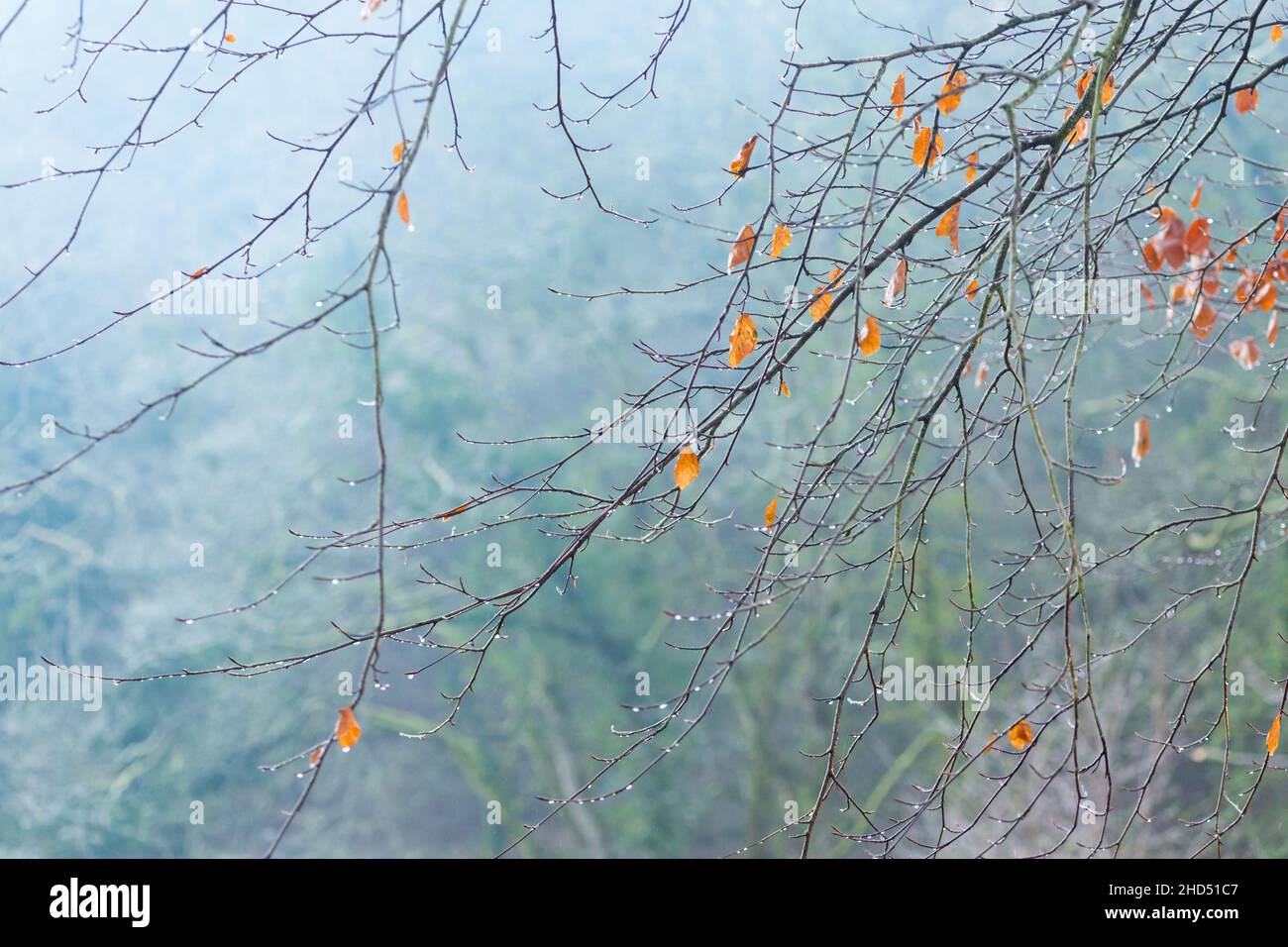 Overhanging Tree Branches High Resolution Stock Photography and Images ...