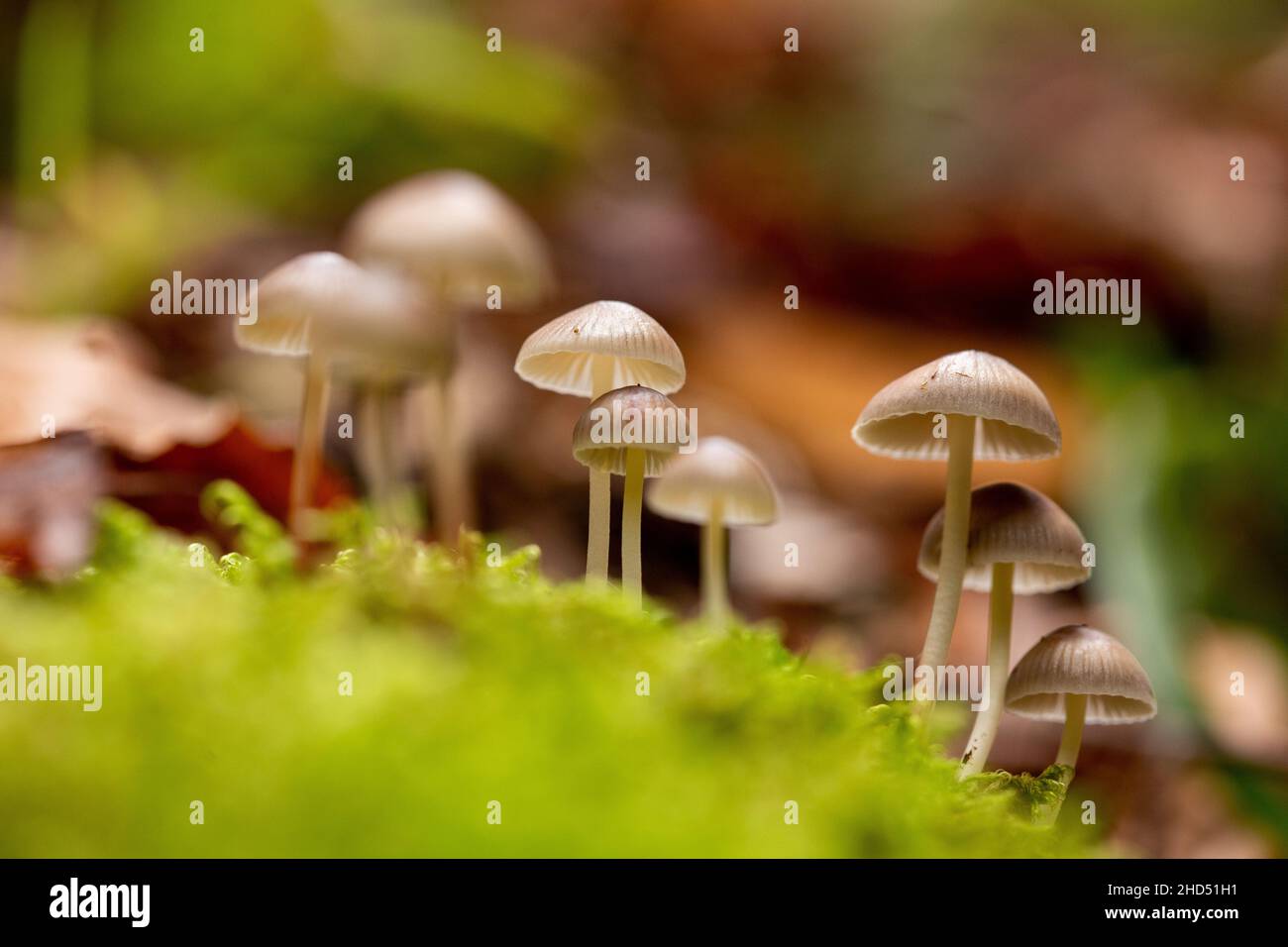 Closeup shot of mushrooms growing on ground in a forest Stock Photo - Alamy