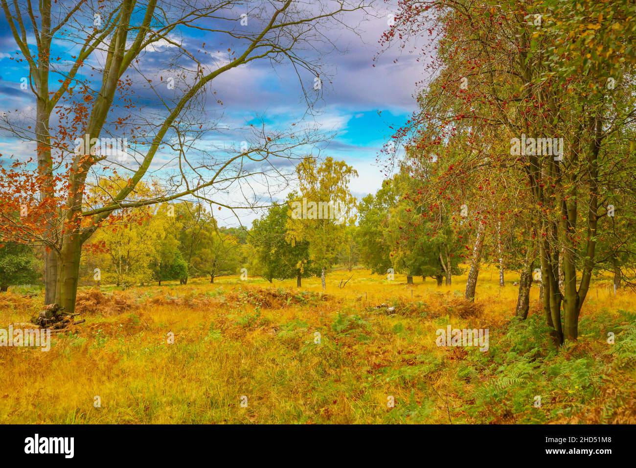 View across heathland on Charnwood Forest. Stock Photo