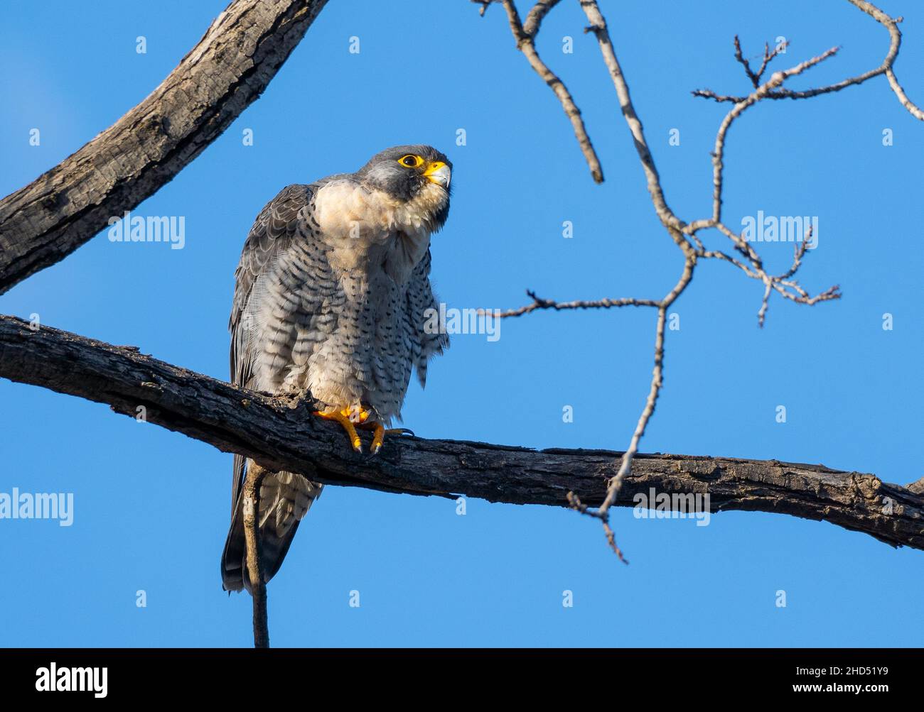 A peregrine falcon (Falco peregrinus) sits on a branch and stares into the distance Stock Photo