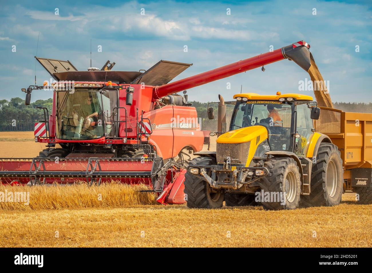 Unloading the tank of a combine harvester into a trailer. Stock Photo