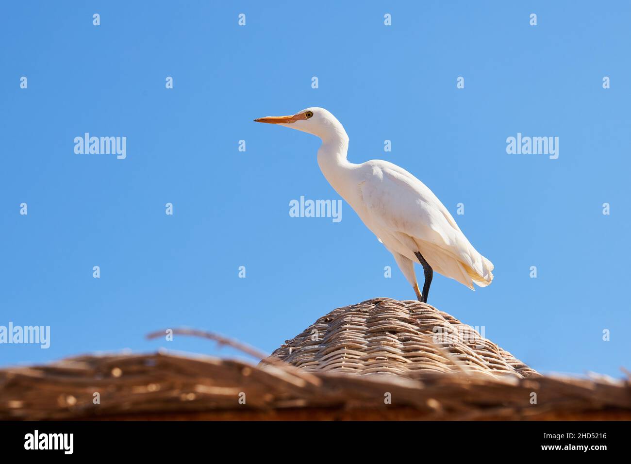 White cattle egret wild bird, also known as Bubulcus ibis, is standing on the top of wicker umbrella at the beach Stock Photo