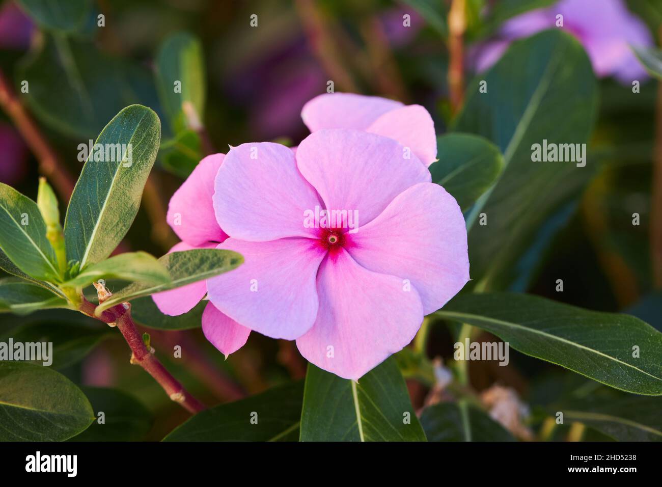 Close up of beautiful pink Catharanthus roseus. It is also known as Cape periwinkle, graveyard plant, old maid, annual vinca multiflora, Apocynaceae Stock Photo