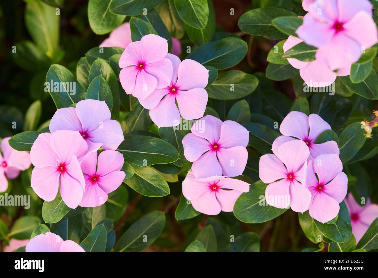 Close up of beautiful pink Catharanthus roseus. It is also known as Cape periwinkle, graveyard plant, old maid, annual vinca multiflora, Apocynaceae Stock Photo