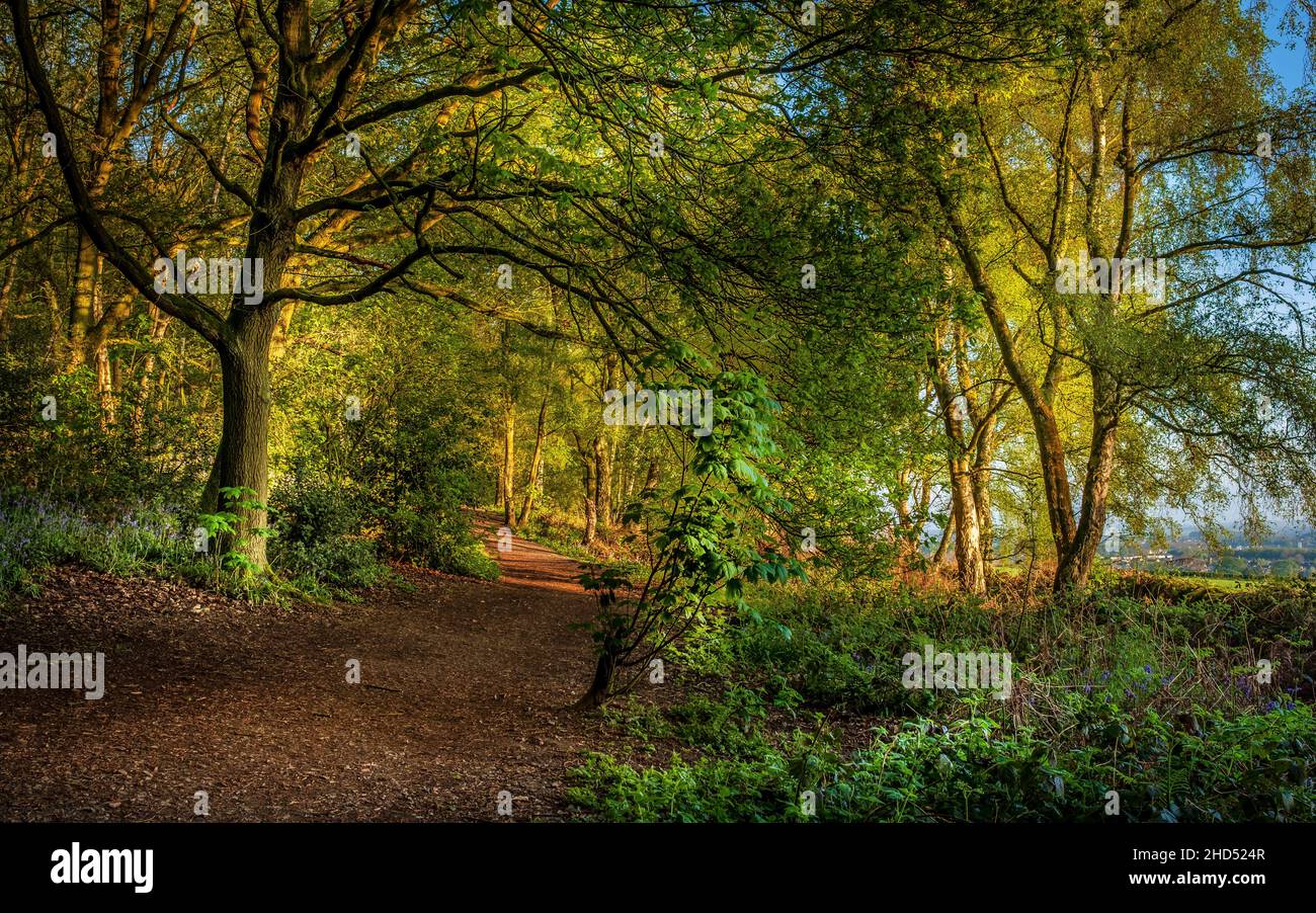 A path in The Outwoods which is one of the oldest surviving woodland sites in Charnwood. Stock Photo
