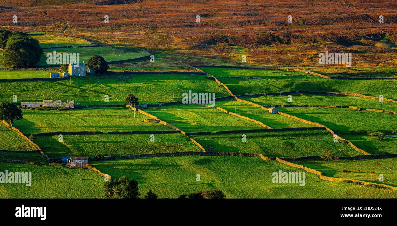 Early morning sunlight throws long shadows across fields in Swaledale. Stock Photo