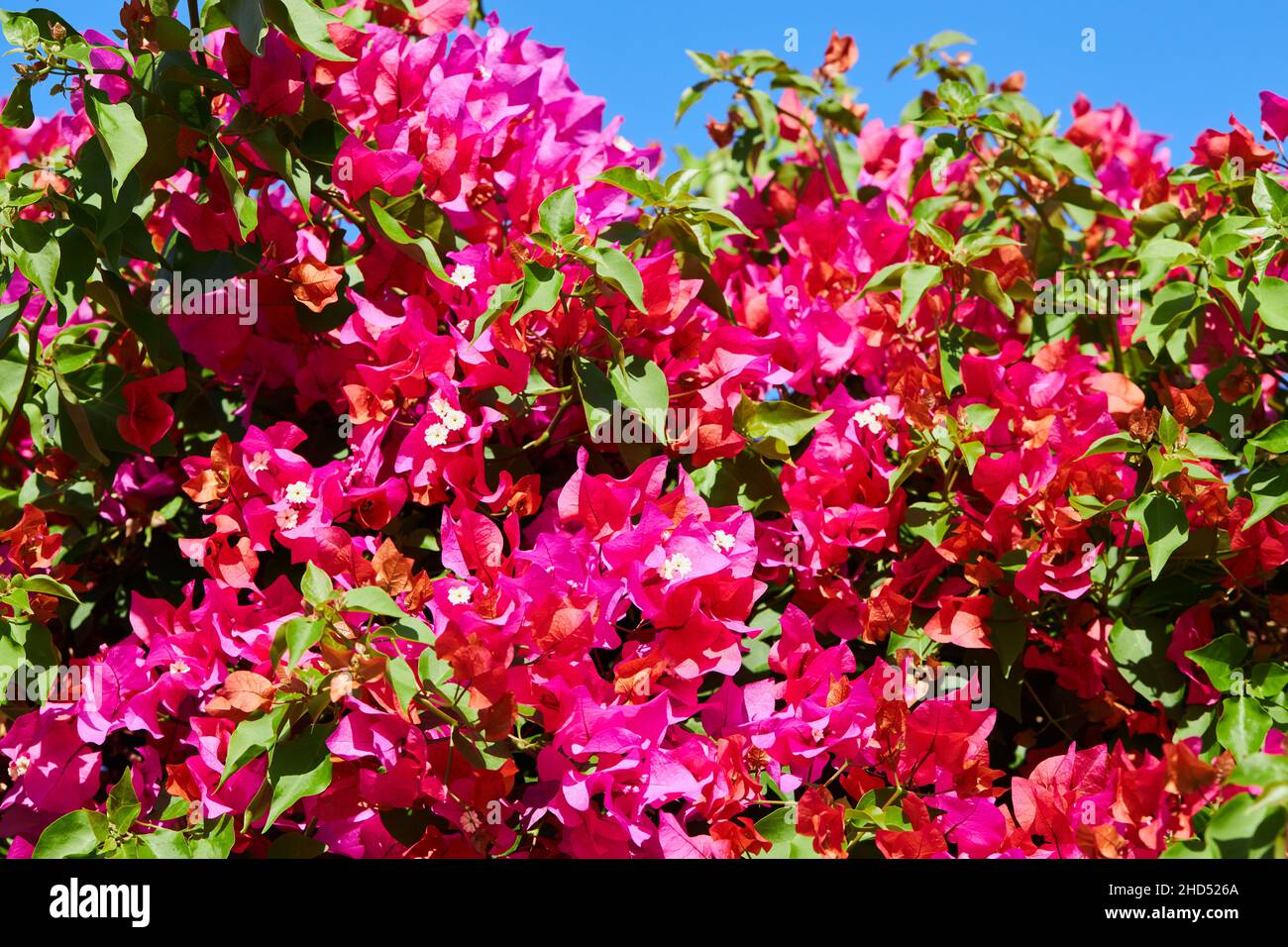 Beautiful blossom of magenta bougainvillea.  (Bougainvillea glabra Choisy).  Bougainvillea flowers texture and background. Stock Photo