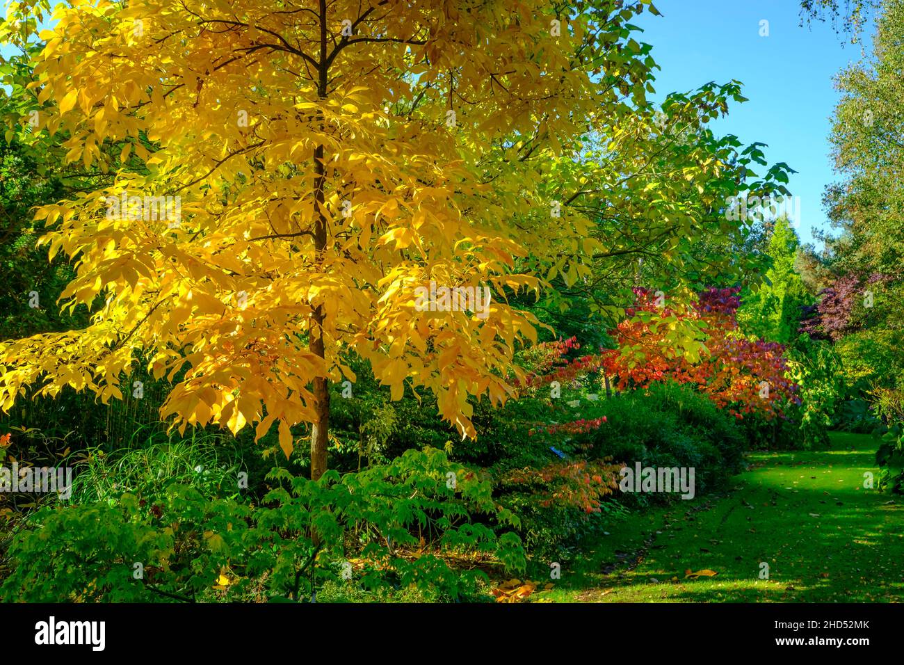 Hickory de shagbark hires stock photography and images Alamy