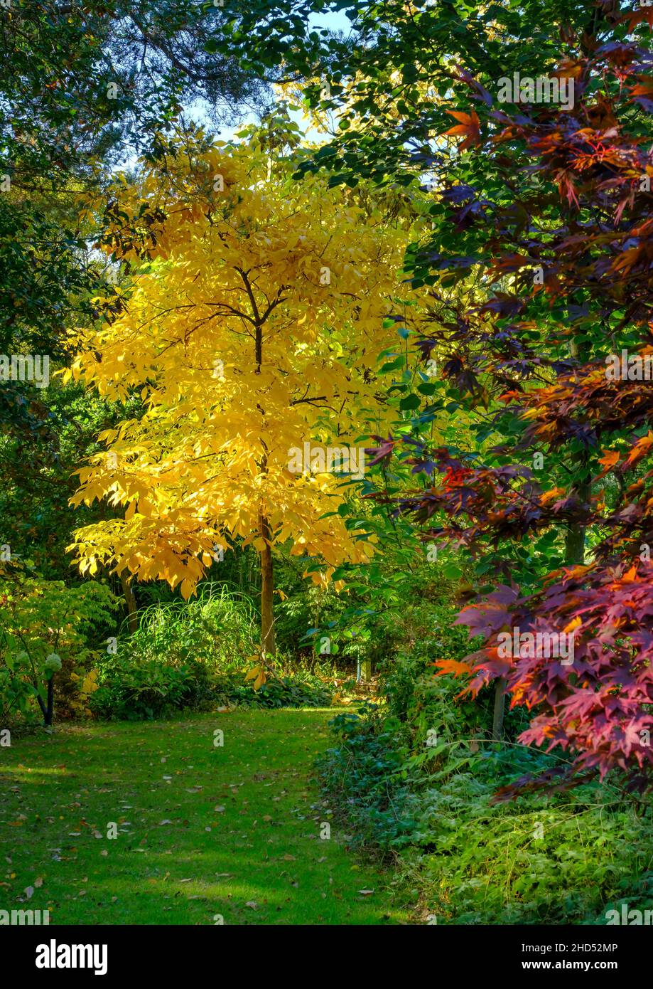 Beautiful autumn colours with a Shagbark Hickory and Maple tree. Stock Photo