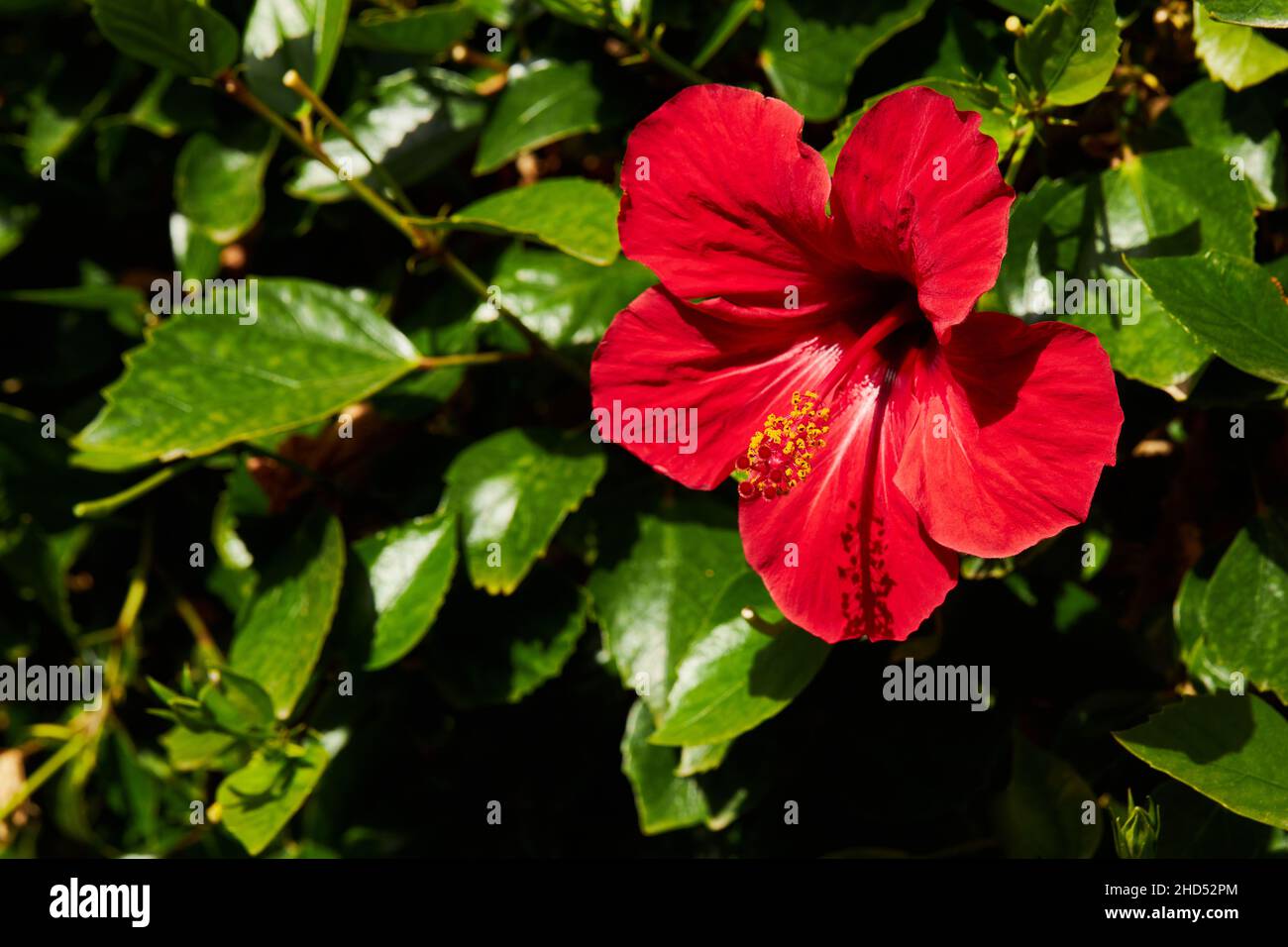 Hibiscus rosa-sinensis, known colloquially as Chinese hibiscus, China rose, Hawaiian hibiscus, rose mallow and shoeblackplant, is a species of tropica Stock Photo