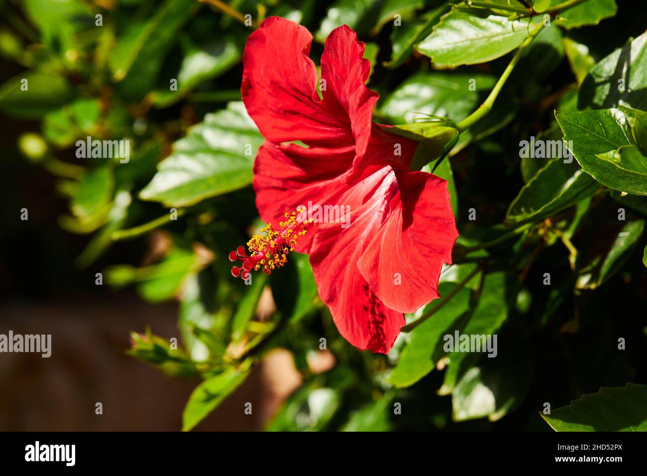 Hibiscus rosa-sinensis, known colloquially as Chinese hibiscus, China rose, Hawaiian hibiscus, rose mallow and shoeblackplant, is a species of tropica Stock Photo