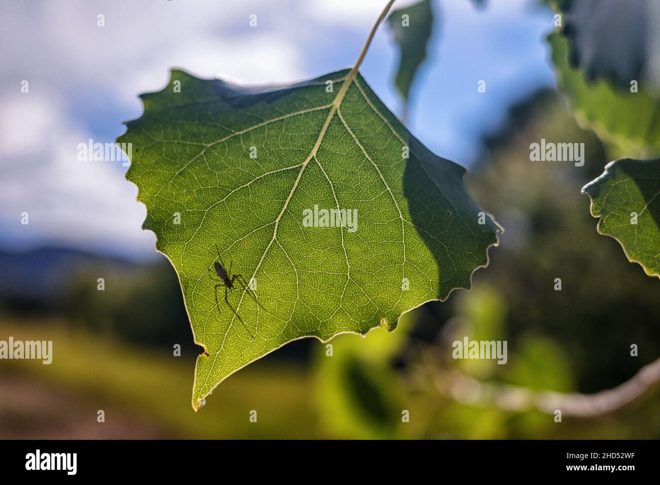 Spider sitting on a plant Stock Photo