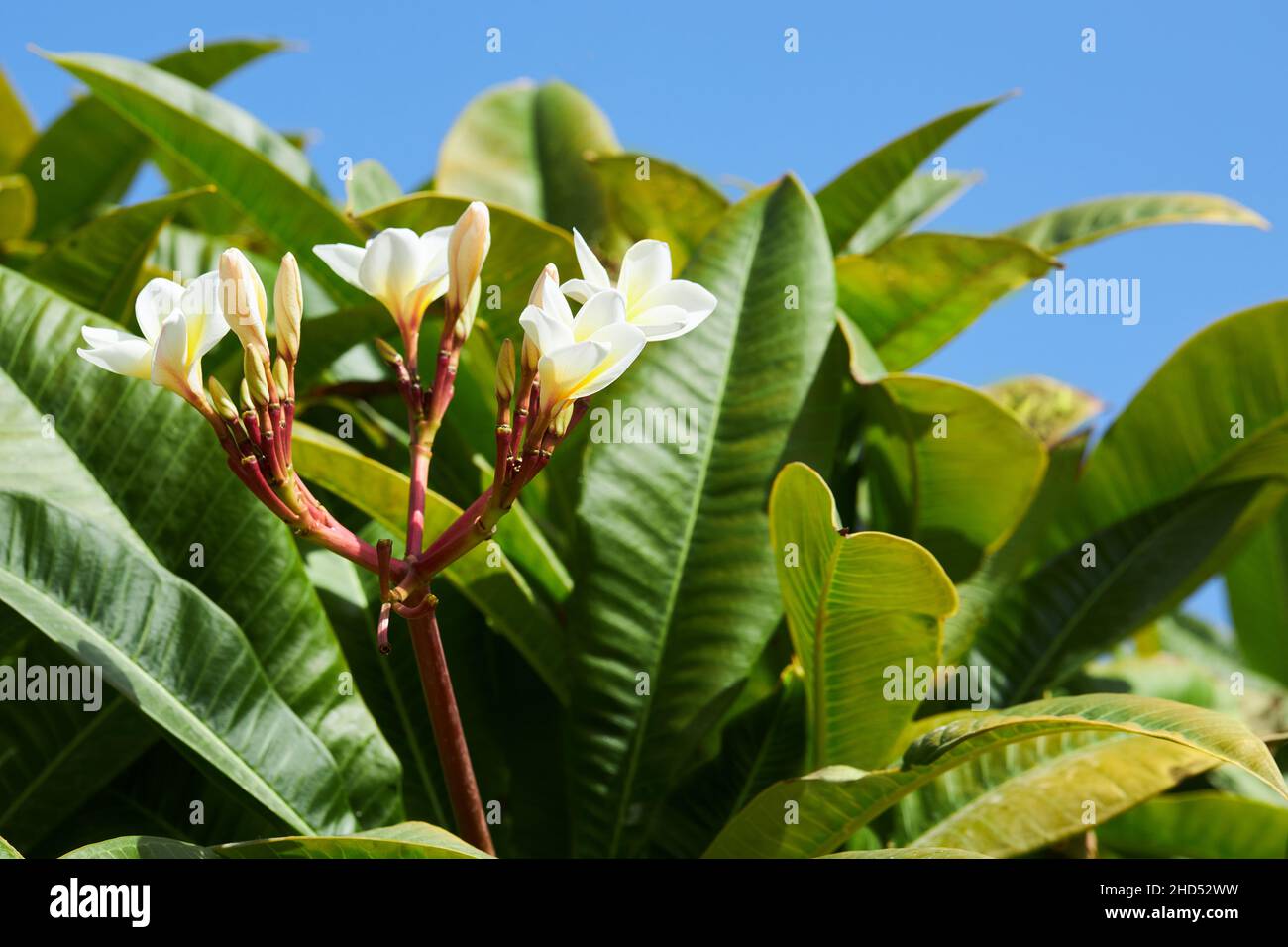 Frangipani (Plumeria) flowers with green leaves on a blue sky background in the tropical garden. Stock Photo