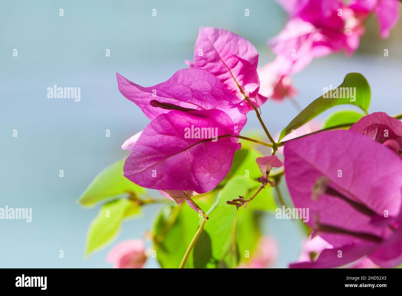 Beautiful blossom of magenta bougainvillea.  (Bougainvillea glabra Choisy).  Bougainvillea flowers texture and background. Stock Photo