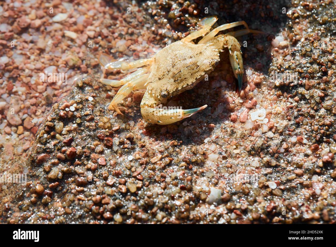 A spotted Sally Lightfoot Crab (shore-crab, grapsidae, crustacean) is crawling on the sand shore of the Red Sea Stock Photo