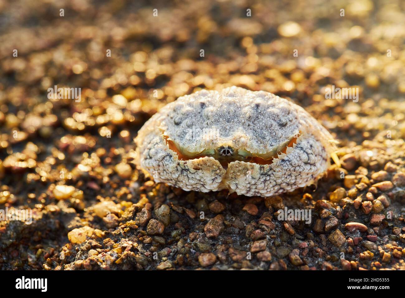 Common box-crab (Calappa philargius, Calappa Calappa) on the sand at the sea beach Stock Photo