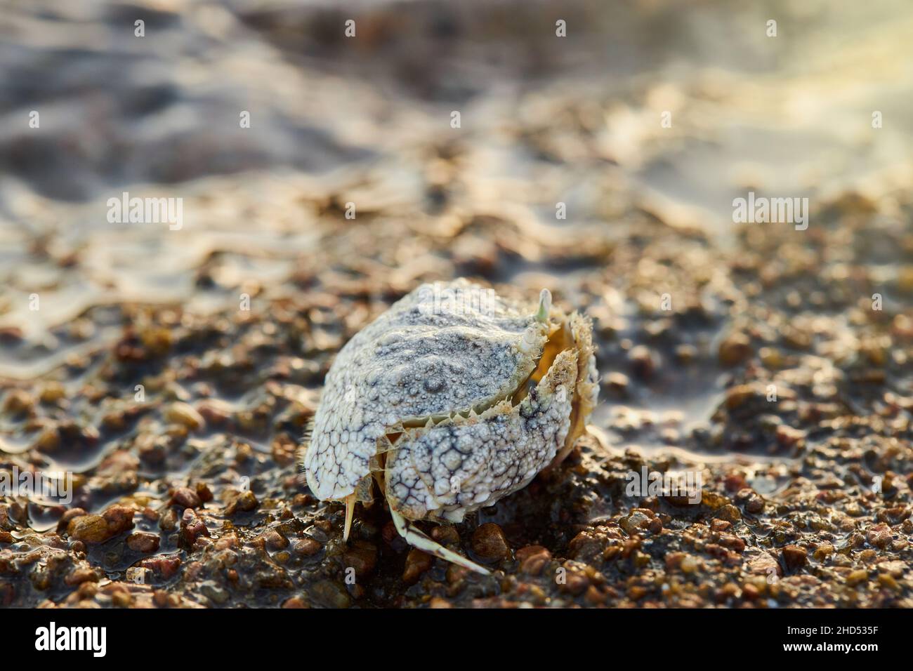Common box-crab (Calappa philargius, Calappa Calappa) on the sand at the sea beach Stock Photo