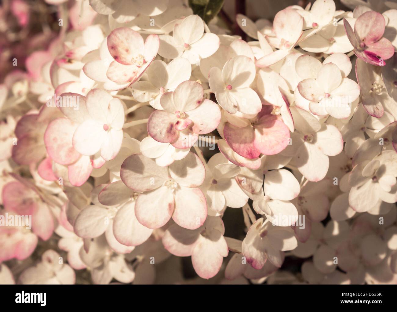 pink and white hydrangea blooming in summer background Stock Photo - Alamy
