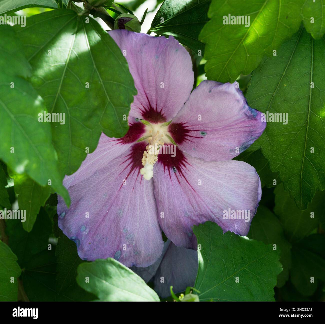 purple hibiscus flower head with green leaves blooming in summer background Stock Photo