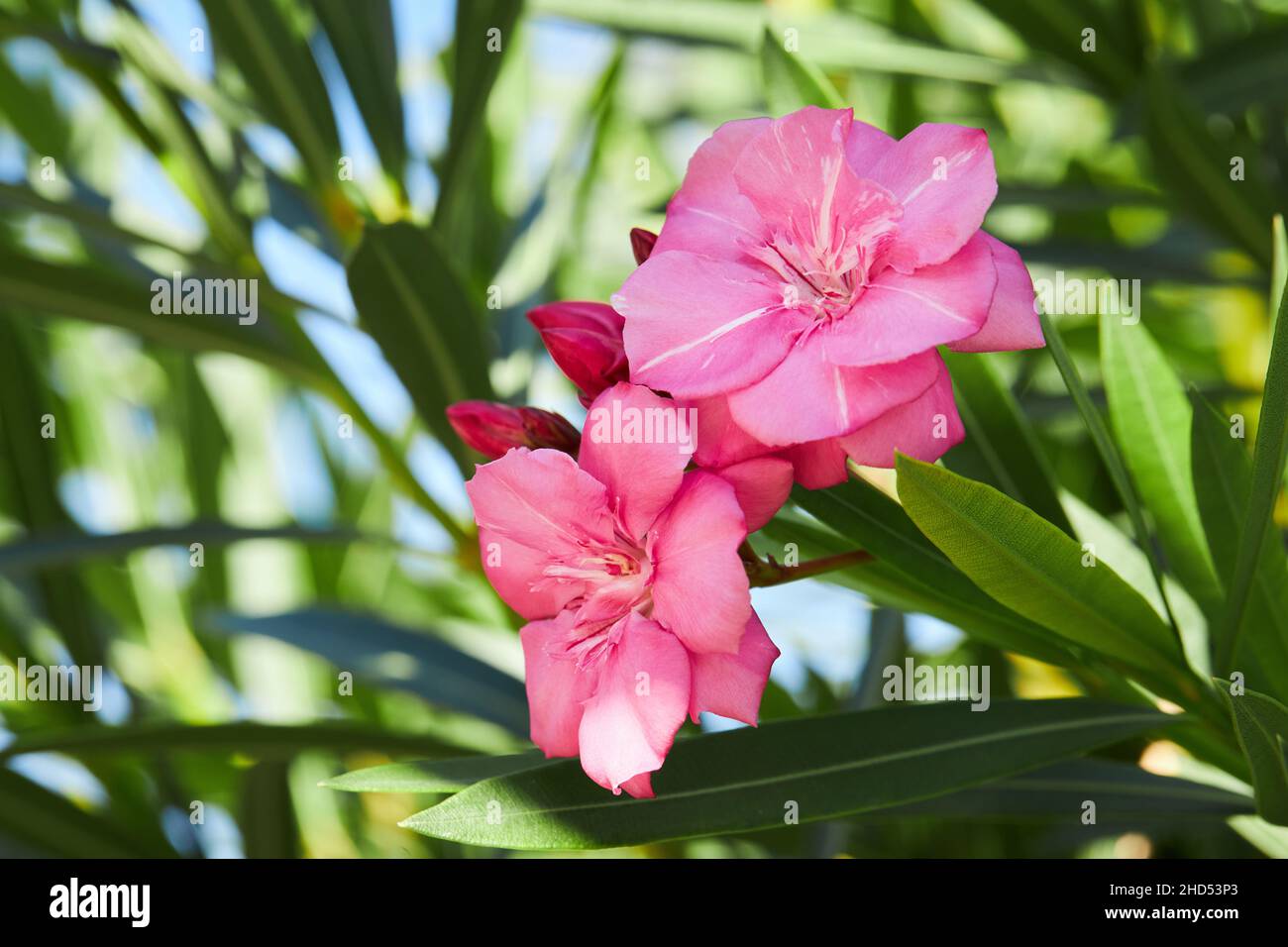 Flowering pink flowers of Oleander Nerium on a blue sky background. Blossoming tree. Stock Photo