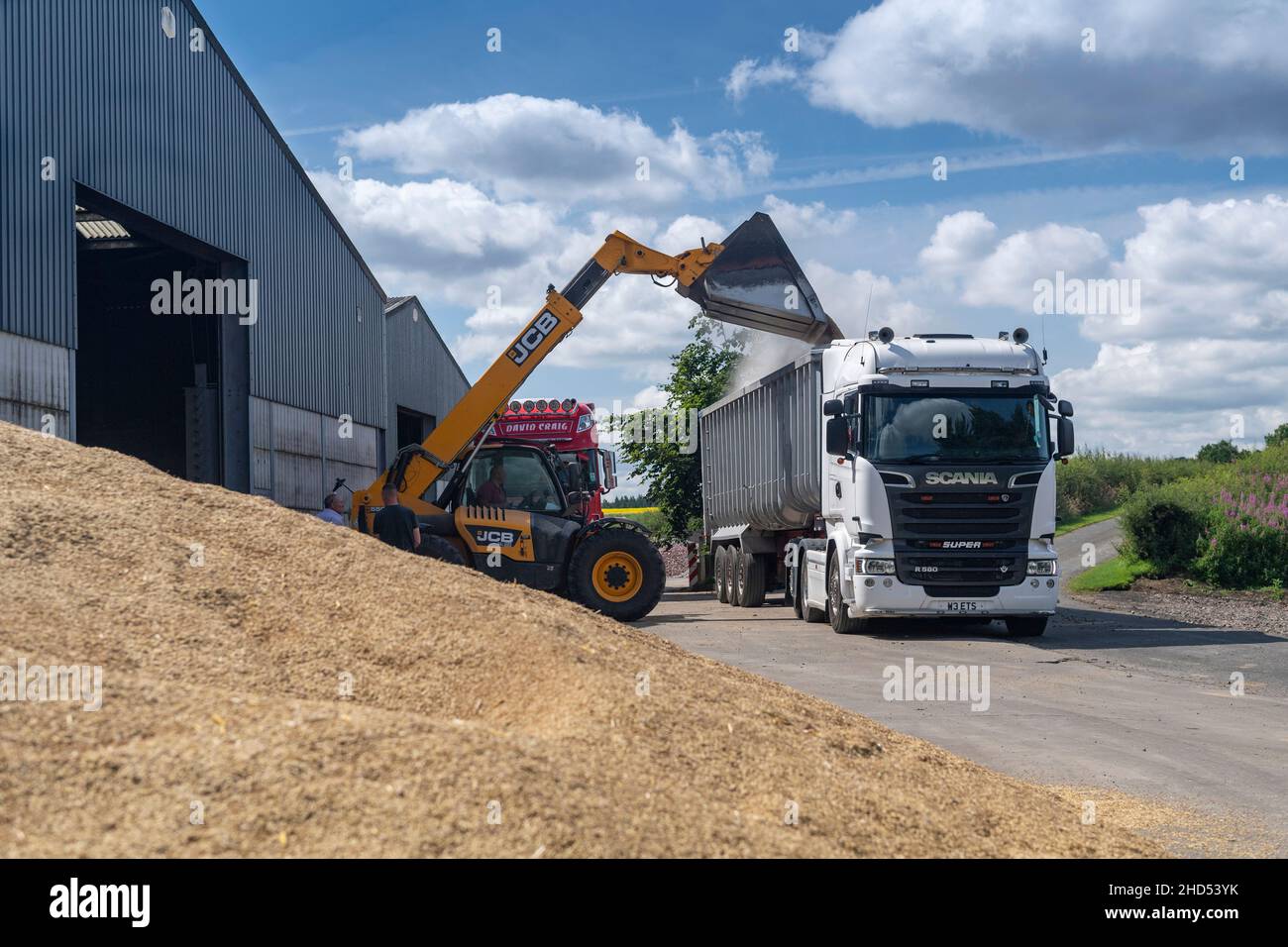 Loading wheat into lorry trailer. Stock Photo