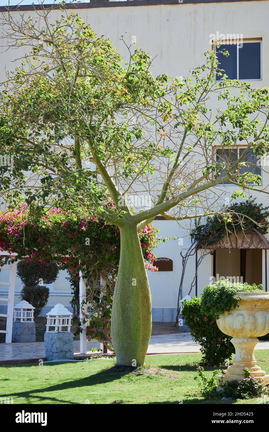 Silk Floss Tree Bonsai