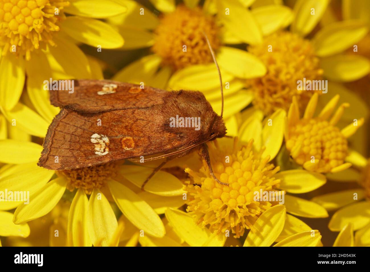 Closeup of an ear moth , Amphipoea oculea , on common ragwort, Senecio jacobeae Stock Photo