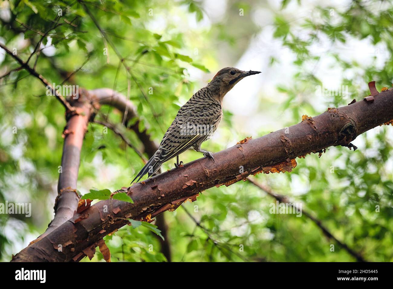 Striped Bird Perched On Branch in Arboretum in Boston Stock Photo