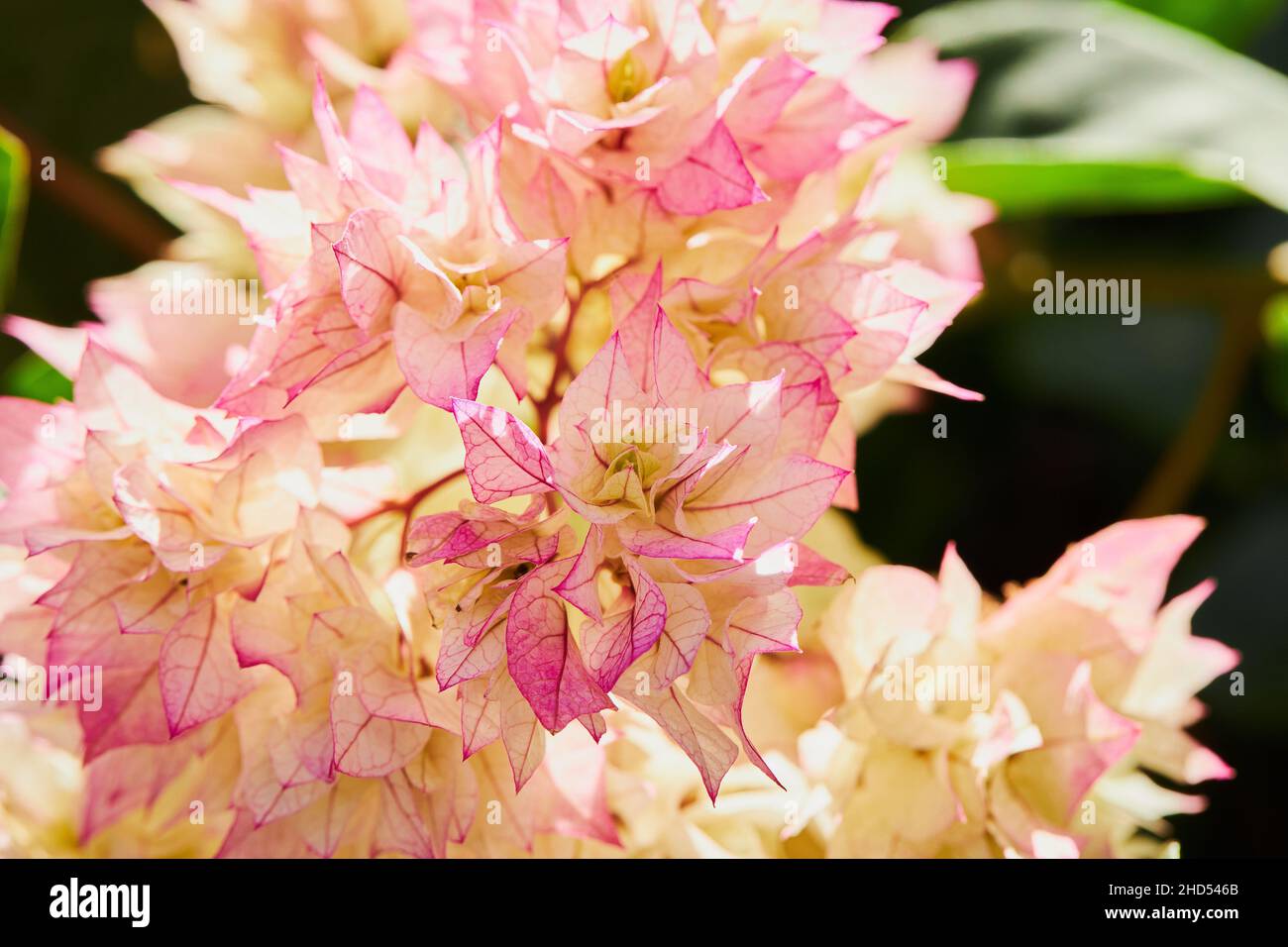 Pink and yellow Bougainvillea flowers close up in summer season. Bougainvillea spectabilis Stock Photo