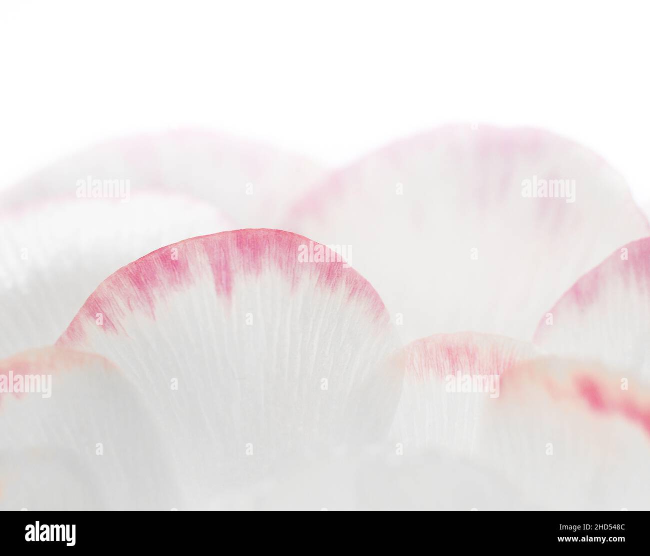 Up close macro of Pink and white ranunculus petals Stock Photo