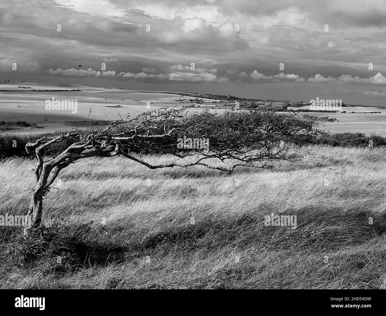 A tree, lean to one side with constant wind, Beachy Head, Eastbourne, England Stock Photo